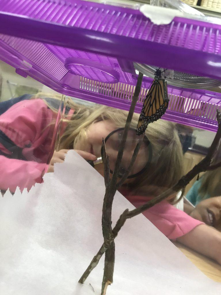 Great Monarch Beginnings 2
