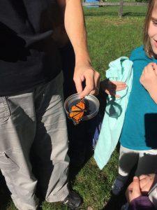 Great Monarch Beginnings 9