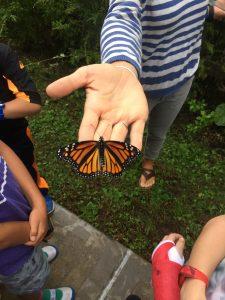 Great Monarch Beginnings 7