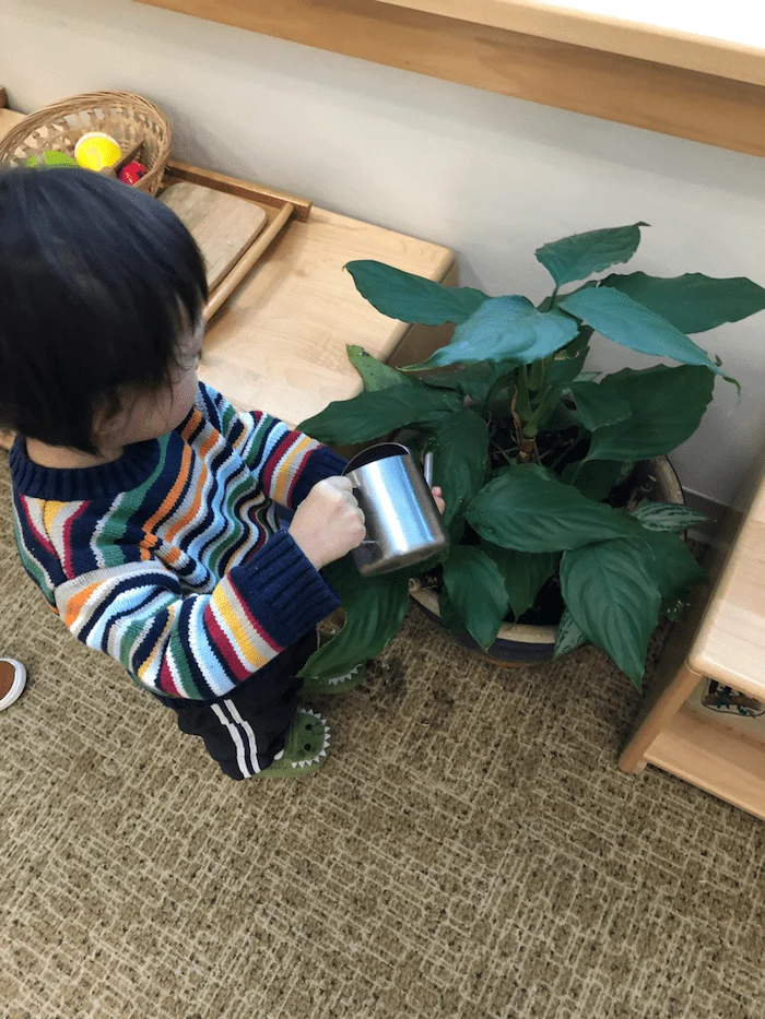 The "Practical Life" of the Montessori Toddler